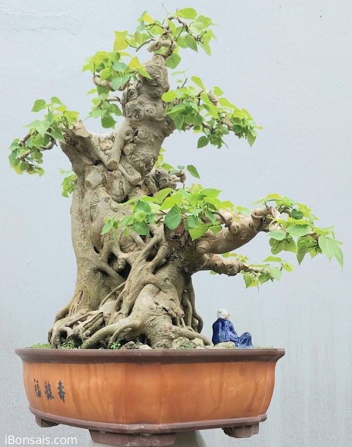 Bodhi tree