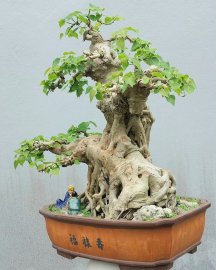 Bodhi tree