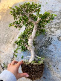 Antidesma acidum tree