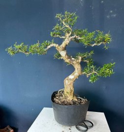 Linh sam to chà bá sale mau lẹ #286k