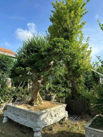 Streblus asper Lour tree