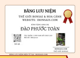 Linh sam đổ cheo leo