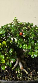 Red fruit