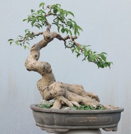 Ficus benjamina tree