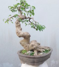 Ficus benjamina tree