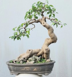 Ficus benjamina tree
