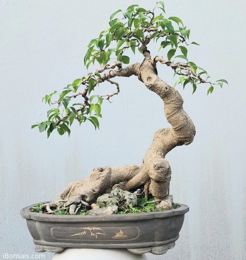 Ficus benjamina tree