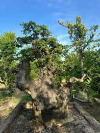 Mature Streblus asper Lour tree