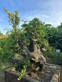 Mature Streblus asper Lour tree