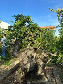 Mature Streblus asper Lour tree