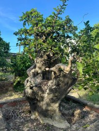 Mature Streblus asper Lour tree