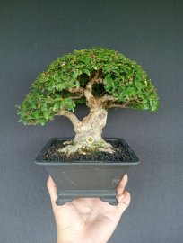 Vietnamese water jasmine