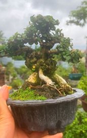 Antidesma acidum mini tree