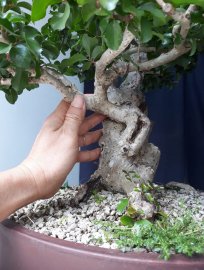 Em Hồng Quân bonsai...