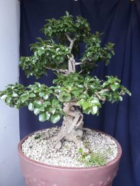 Em Hồng Quân bonsai...