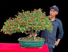Xin gl ae tác phẩm sam hải châu sông cầu full trái
