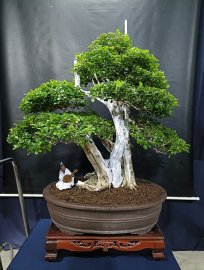 Bonsai lũa đẹp giá mềm, mời các anh chị vào xem live ủng hộ nhé!