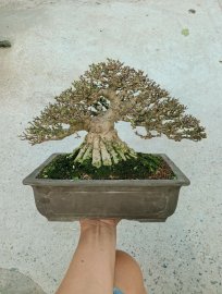 Vietnamese water jasmine