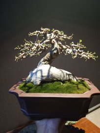 Streblus asper Lour tree