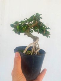 Antidesma acidum mini tree