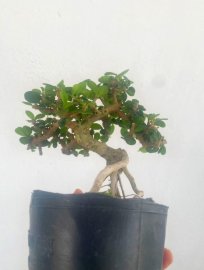 Antidesma acidum mini tree