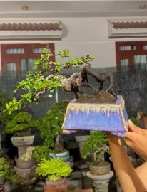 Scopolia nana tree