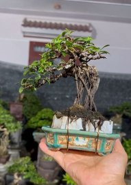 Scopolia nana mini tree
