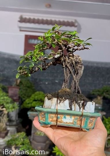 Hải châu chân rể kẹt đá liền lạc