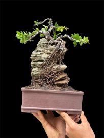 Scopolia nana tree overrock