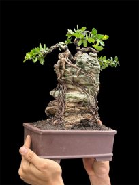 Scopolia nana tree overrock