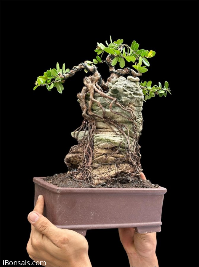 Scopolia nana tree overrock