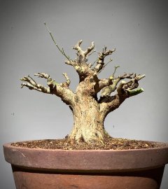 Linh sam dạo này giá thấp ghê
