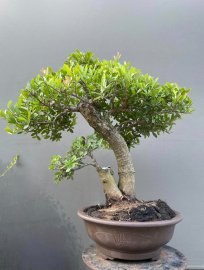 Hải châu lá nhỏ zin