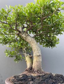 Hải châu lá nhỏ zin