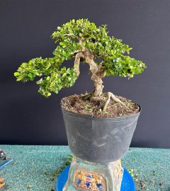 Antidesma acidum tree