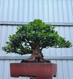 Hải châu lùn lực, đế 24h
