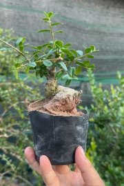 Scopolia nana tree