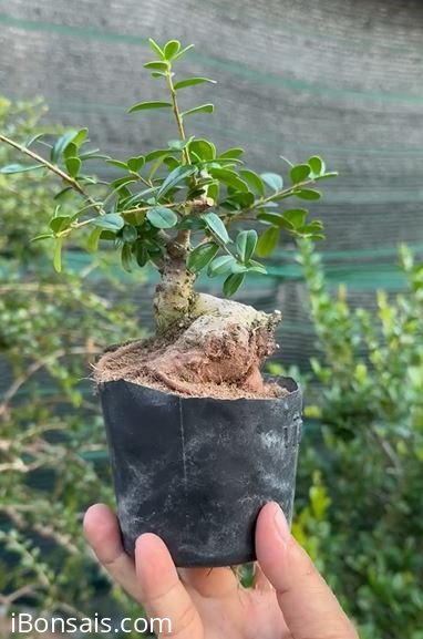 Scopolia nana tree