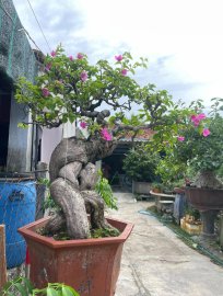 Hoa giấy sắc pháo