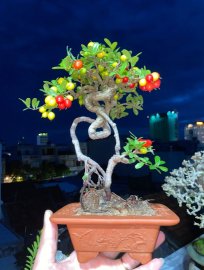 Hải châu mini đang quả