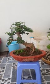 Cần thăng chậu lớn