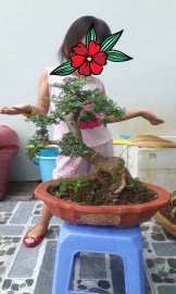 Cần thăng chậu lớn