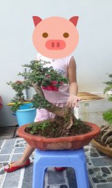 Cần thăng chậu lớn