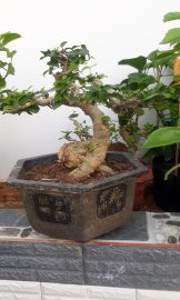 Duối chậu trung