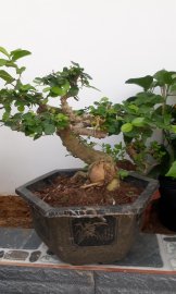 Duối chậu trung