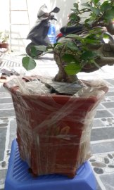 Duối chậu lớn