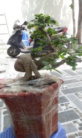 Duối chậu lớn