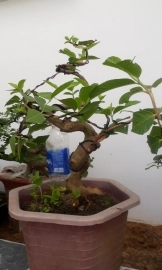 Ổi bonsai 2