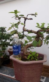 Ổi bonsai 2