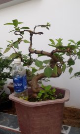Ổi bonsai 2